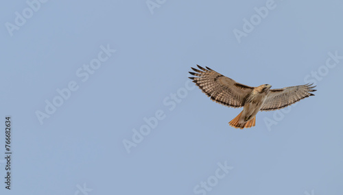 Red tailed hawk in flight, wings extended.