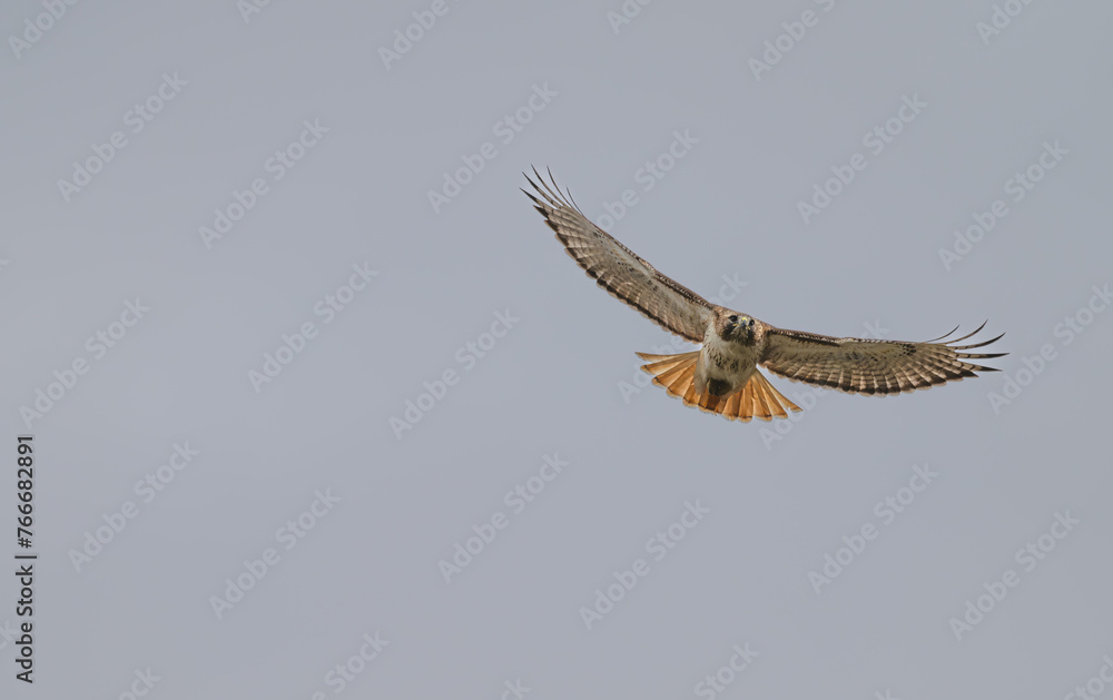 Red tailed hawk in flight, wings extended. Red tailed hawk in flight, wings extended.
