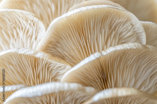 Elegant Oyster Mushroom Patterns in Close-Up. Generative ai