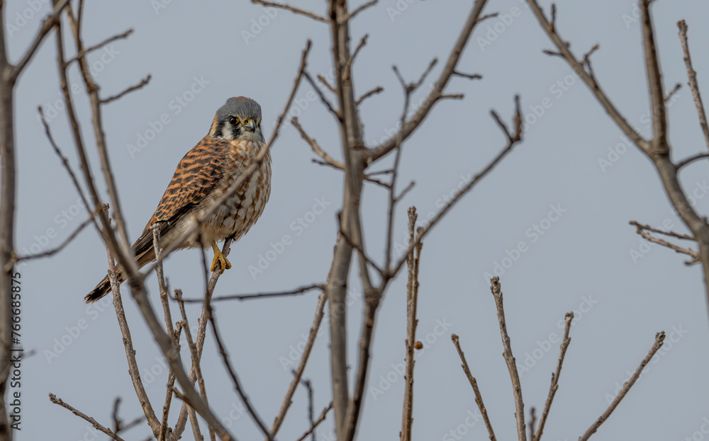 Closeup of an American kestrel perched on a bare tree branch. Closeup of an American kestrel perched on a bare tree branch.