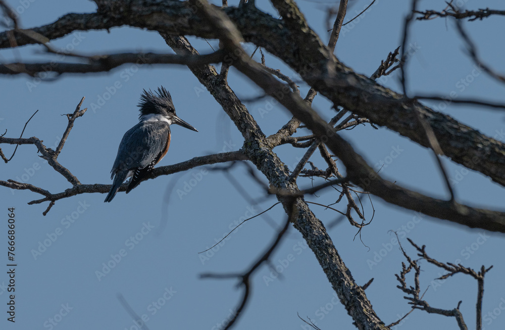 Belted kingfisher perched in a bare tree. Belted kingfisher perched in a bare tree.