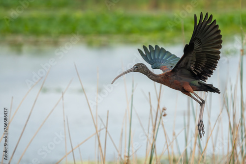 Glossy Ibis  photo