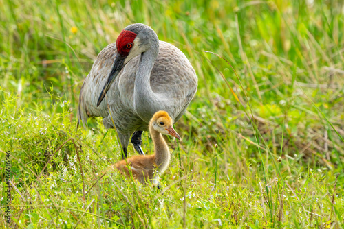 Sandhill crane parent and colt photo