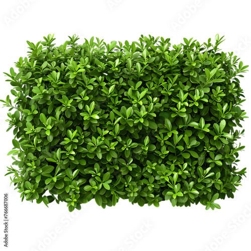 Lush green hedge trimmed neatly isolated on transparent background 