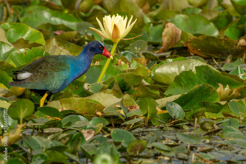 purple gallinule  photo