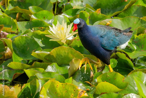 Purple Gallinule