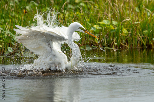 Great Egret taking a bath photo