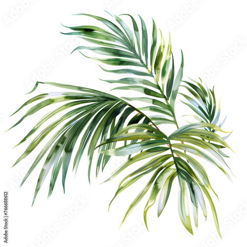WatercolorTropical palm leaf isolated on white background. Green plant. Botanical illustration.