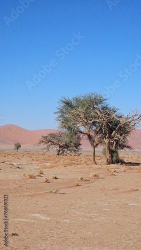 Green trees against the background of sand dunes in Namibia