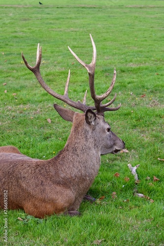 Large male red deer with big antlers resting in a green field. Wollaton Hall public deer park in Nottingham  England.