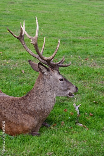 Large male red deer with big antlers resting in a green field. Wollaton Hall public deer park in Nottingham, England.