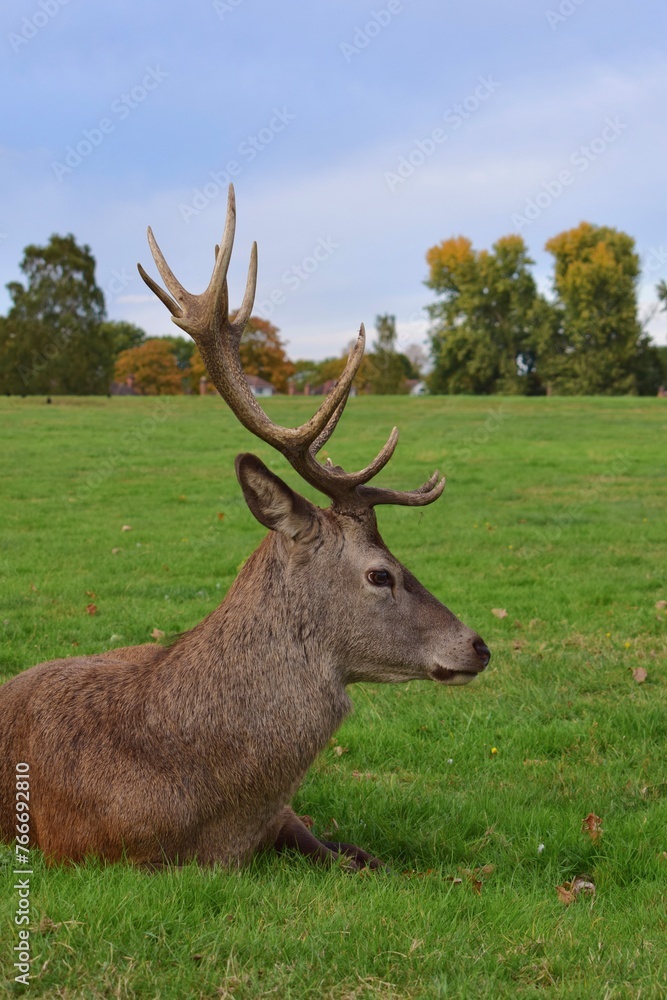 Large male red deer with big antlers resting in a green field. Wollaton Hall public deer park in Nottingham, England. Large male red deer with big antlers resting in a green field. Wollaton Hall public deer park in Nottingham, England.
