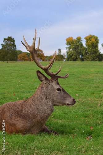 Large male red deer with big antlers resting in a green field. Wollaton Hall public deer park in Nottingham  England.