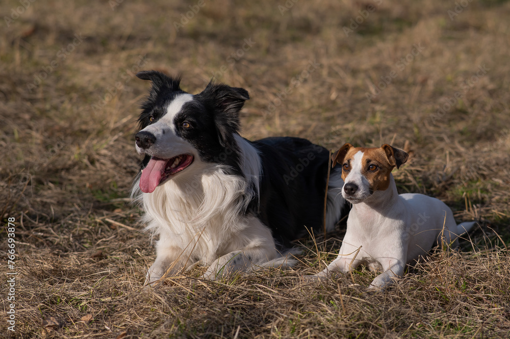 Dog jack russell terrier and border collie lie on yellow autumn grass. Dog jack russell terrier and border collie lie on yellow autumn grass.