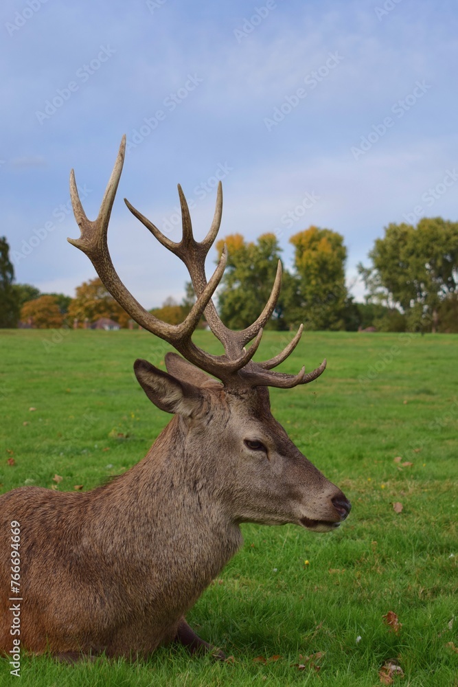 Large male red deer with big antlers resting in a green field. Wollaton Hall public deer park in Nottingham, England. Large male red deer with big antlers resting in a green field. Wollaton Hall public deer park in Nottingham, England.