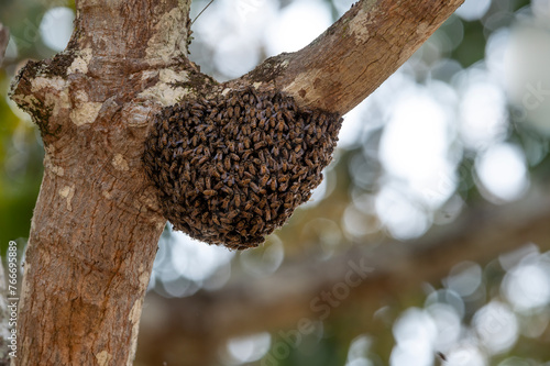 Wild bees are building nests in trees