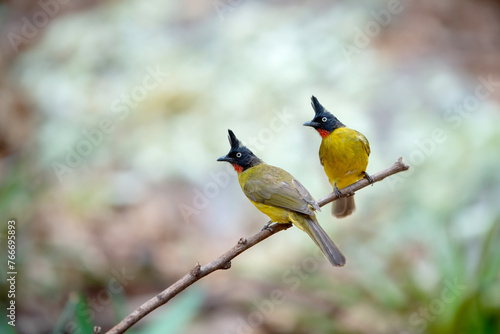 A pair of birds is sitting on a branch, Black-crested Bulbul