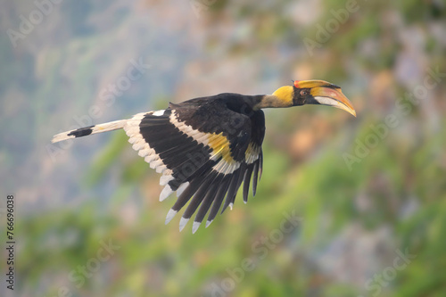 A hornbill is flying with a beautiful scenery in the background