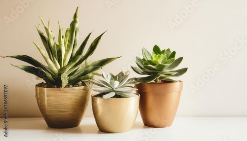 three houseplants in pots isolated against a white background with copy space plants include a sansevieria peperomia and a succulent