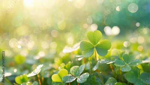 green clover leaves with dew drops green clover leaves in sunlight st patrick s day background st patrick s day background with shamrocks and bokeh saint patrick s day concept with copy space