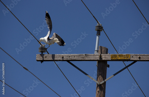 Seagull Landing on a Power Line, Wings Spread, Blue Sky, High Voltage Moment, Danger