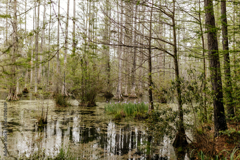 Beautiful landscape with cypress trees with Spanish moss, flowering azalea bushes, lilies, aerial roots on a spring day. Beautiful landscape design. Cypress Garden, Charleston, South Carolina, USA Beautiful landscape with cypress trees with Spanish moss, flowering azalea bushes, lilies, aerial roots on a spring day. Beautiful landscape design. Cypress Garden, Charleston, South Carolina, USA