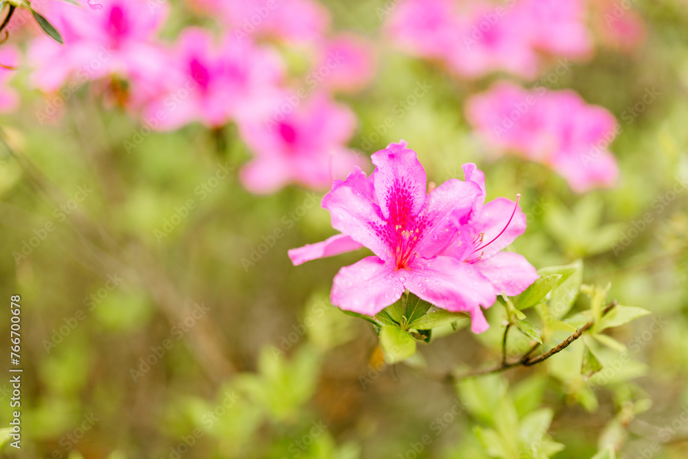 Pink azalea flower close up. Green leaves, flowers close-up on bokeh background. Spring and summer background.