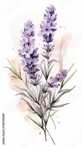 Watercolor painting of lavender flowers with detailed petals and splashes  botanical illustration perfect for greeting cards and spring-themed designs.