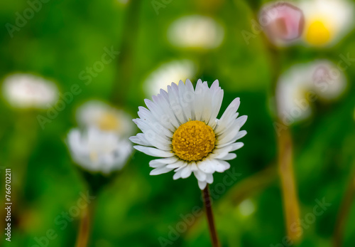 Osteospermum akila daisy white Flowers photo