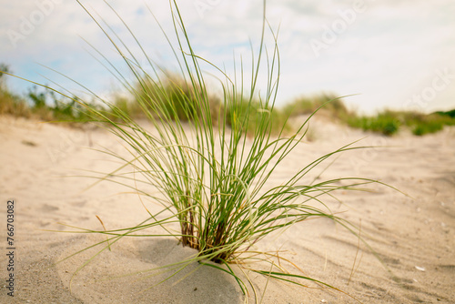 Beach Green grass on white sand on the sand dunes in the wind.Beach summer background.Summer light mood. 