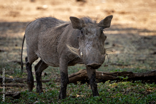 Warthog out on safari in Botswana, Africa