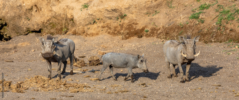 Warthog out on safari in Botswana, Africa Warthog out on safari in Botswana, Africa
