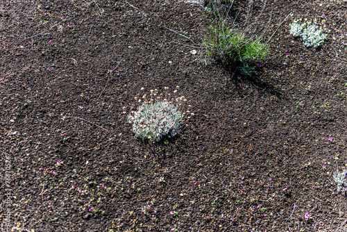 Craters of the moon National Monument Devels Orchard photo