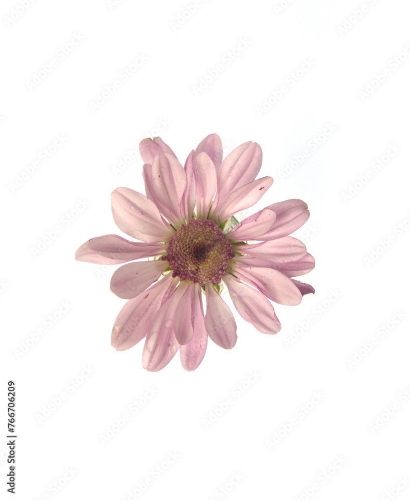 Isolated on white flower of pale pink lilac chrysanthemum