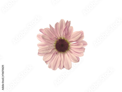 Isolated on white flower of pale pink lilac chrysanthemum