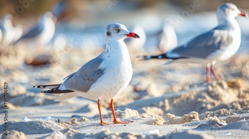 Gulls birds on sea beach wallpaper background