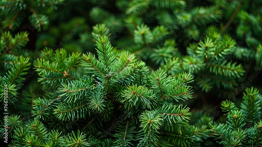 Landscape with spruce tree wallpaper background Landscape with spruce tree wallpaper background