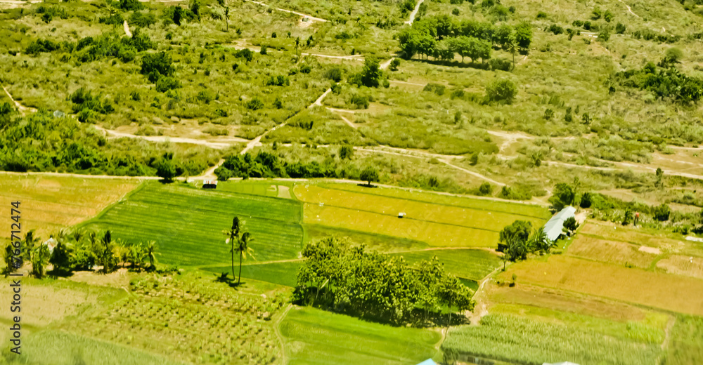 aerial view of rice fields