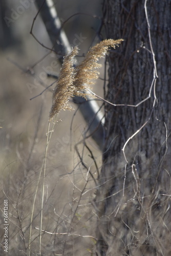 Wallpaper Mural Reeds near tree Torontodigital.ca