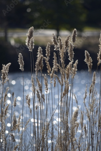 Wallpaper Mural reeds in the morning Torontodigital.ca