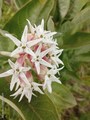 Pale pink milkweed in bloom