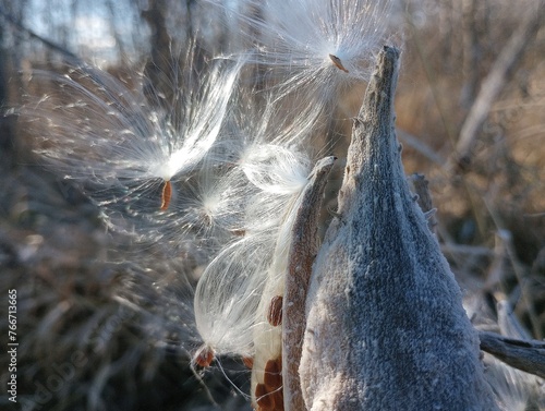 Milkweed seeds blowing out of milkweed pods.