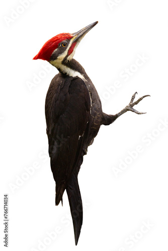 A pileated woodpecker (Dryocopus pileatus) closeup isolated on a transparent background. PNG. Clipped from my original photo. photo