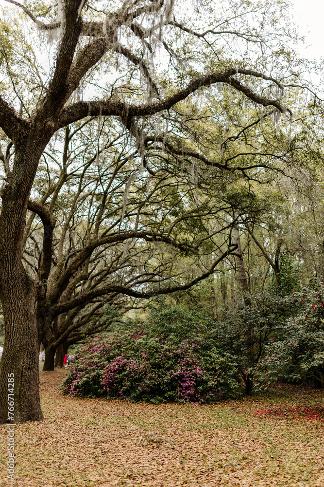 Landscape with a path in the forest with cypress trees with Spanish moss, flowering azalea bushes, lilies, aerial roots on a spring day. Beautiful landscape design. Charleston, South Carolina, USA