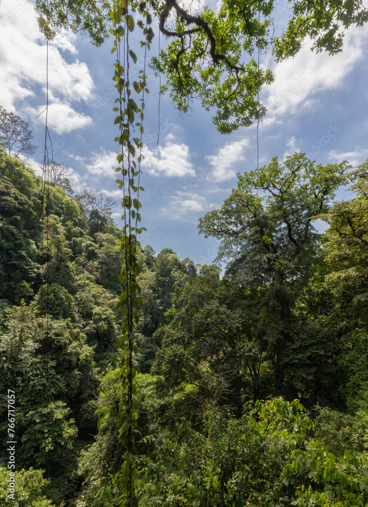 Dense green rainforest in dry season near Manuel Antonio Costa Rica