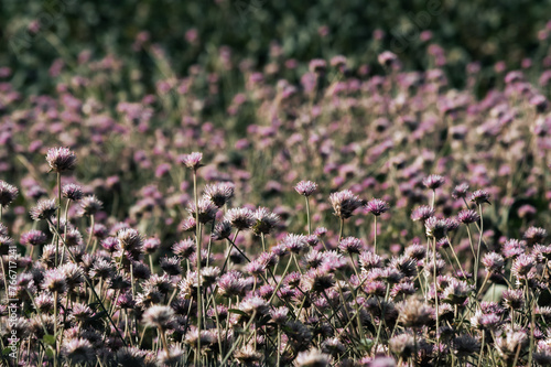 field of violet or white cardon or lilac thistle flowers in the light