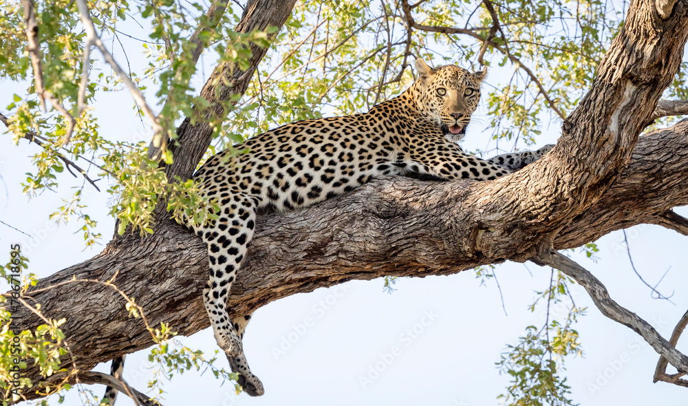 Leopard sitting in a tree in Botswana, Africa Leopard sitting in a tree in Botswana, Africa