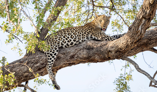 Leopard sitting in a tree in Botswana  Africa