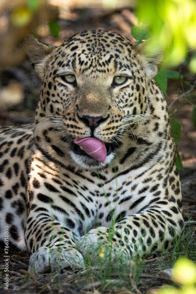 Obraz premium Leopard in Botswana, Africa