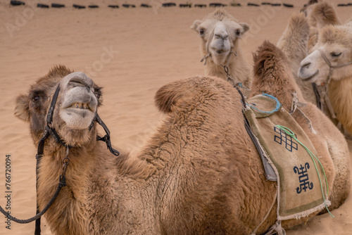 Close up portrait of the camels in the desert of Inner Mongolia, China. photo